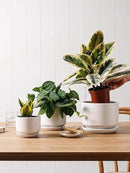 LE TAUCI Ceramic Plant Pots, 4.3+5.3+6.8 inch, Set of 3, Planters with Drainage Hole and Saucer, Indoor Flower Pot with Hole Mesh Pad, Gifts for Mom, White by GreenHaven Gardens