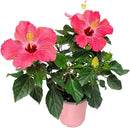 Tropical Plants of Florida - Pink Hibiscus Bush Dwarf - Tropical Flowering Plant Large - 12" to 16" Overall Height - 1 Gallon Planter (Plant Only) by GreenHaven Gardens