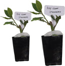 Mediterranean Bay Leaf, Bay Laurel Live Plant. Standard Variety - Laurus Nobilis. Live Plant. Fragrant, Fresh, Edible. Best for Ground Planting Outdoor. (2 Bay Laurel Plants in Cup) by GreenHaven Gardens