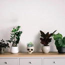 READAEER Skull Planter with Drain Hole, Resin Skull Shaped Flower Pot Candy Bowl, Gothic Decoration for Home Office Desk- White by CozyNest Decor