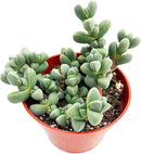 4-inch Succulent Corpuscularia lehmannii, Live Succulents Plants Fully Rooted in Pots with Soil, Easy-Care House Plants for DIY, Home Office Decoration by GreenHaven Gardens
