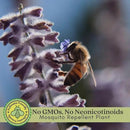 Clovers Garden Russian Sage Plants – Two (2) Live Plants – Non-GMO - Not Seeds - Each 4" to 8" Tall – in 4" Inch Pots – Hardy Flowering Perennial, Pollinator Favorite by GreenHaven Gardens