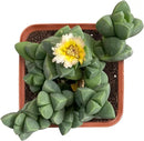2" Live Succulent 'Corpuscularia lehmannii', Rare Succulent Plants Fully Rooted in Pots, Unique House Plant for DIY, Party Favor, Home Office Decoration by GreenHaven Gardens
