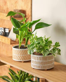 Succulent Pots, 6 Inch Pot for Indoor Plants, Footed Pots for Plants with Drainage, Succulents or Small Plant Indoor Plant Pots, Set of 2 by GreenHaven Gardens