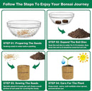Bonsai Tree Kit, Bonsai Starter Kit for Growing Bonsai Plants with Tools, Grow Bonsai Tree Live Indoor, Garden Crafts Hobby Kits, Unique DIY Gardening Gifts for Men Women Mother by GreenHaven Gardens