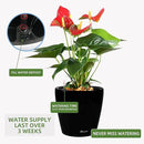 Dexceder 13x12 Self Watering Planter with Wheels Indoor Outdoor, Inner Pot Design, Thickened Large Floor Standing Flower Plant Pot with Water Level Indicator (Black Matte) by CozyNest Decor