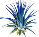 Ionantha Guatemala Tillandsia Air Plant, Guatemala Tillandsia Live Airplant, Healthy Arrival Guaranteed, Great Indoor Plant, Home Decor & Gift (Blue) by GreenHaven Gardens