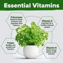 HOME GROWN 𝗨𝗦𝗔 𝗣𝗥𝗘𝗠𝗜𝗨𝗠 500+ Cilantro Seeds for Planting Indoors or Outdoors - Heirloom 𝗡𝗢𝗡-𝗚𝗠𝗢 Coriander Seeds, Grow Your Own Cilantro Plant - Culinary Herb Seeds for Your Herb Garden by GreenHaven Gardens