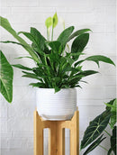 8 Inch + 6 Inch Ceramic Plant Pots Indoor with Drainage – Flower Pot Set, Decorative Indoor Planters for House Plants and Garden Use by CozyNest Decor