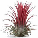 Ionantha Fuego Tillandsia Air Plants - Vibrant 5-Pack for Easy Home Decor by GreenHaven Gardens