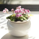 African Violet Pots 6 Inches Ceramic, Effortless Self Watering Pots for Indoor Plants for Busy Plant Lovers, Easy Plant Self Watering Pot, Plant Pots, Flower Pot, Plant pots Indoor by GreenHaven Gardens