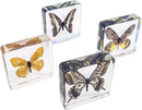 4 PCS Butterfly Specimen Set, Danaus Genutia, Graphium Sarpedon, Asian Swallowtail, Delias Pasithoe Butterfly Resin Collection Science Toys by TinyTreasures Baby Boutique