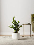 LE TAUCI Ceramic Planters, Set of 3 Plant Pots for Indoor Plants, 8.3+6.9+5.7 inch Flower Pots with Drainage Holes, Medium Cylinder Planters Pot for Indoor House Plants, White by GreenHaven Gardens