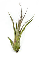 Live Air Plant – Tillandsia Capiput, Jumbo 6-9” - 5 ct - Live Arrival Guaranteed - House Plants for Home Decor & Gift by GreenHaven Gardens