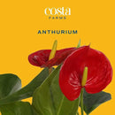 Costa Farms Anthurium, Live Indoor House Plant with Red Flowers, Easy Care Plant in Modern Plant Pot, 12-Inches Tall | Valentines Day Gift | Valentines Day Decoration by GreenHaven Gardens