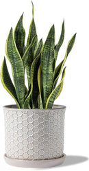 8 Inch Plant Pot: Ceramic Planter with Drainage Hole & Saucer - Flowerpot for Indoor & Outdoor Plants with Separate Tray for Home & Office - Honeycomb Design, Cream White by GreenHaven Gardens