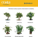Costa Farms Mini Bonsai Tree, 1-Year Old Grower's Choice Live Indoor Plant, Easy to Grow Houseplant in Indoor Plant Pot, Potting Soil, Room and Home Decor, Birthday, Housewarming Gift, 10-Inches Tall by GreenHaven Gardens