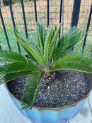 SOGO Palm Plant Potting Soil - Enhance Beauty and Health with Professional Grade Nutrient-Rich Mix - 3 Quart by GreenHaven Gardens