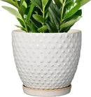 G EPGardening 10 Inch Plant Pot Ceramic Pots for Plants Indoor Outdoor Plant Pots with Drainage Hole and Saucer Round Large Flower Pot for Home Garden Office White by CozyNest Decor
