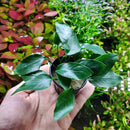 Anubias Live Aquarium Plants - Potted Freshwater Plant for Fish Tanks, Terrariums - Beginner Friendly Low Light (Congensis Mini, 3 Pots) by GreenHaven Gardens