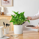 vancasso Ceramic Plant Pots, 6.25 Inch Ceramic Pot for Plants, Planters Pots for Indoor Plants with Drainage Holes, Flower Pot for Indoor House Plant, White by CozyNest Decor