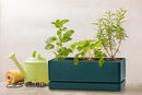 D'vine Dev 12 Inch Window Box Planter, Rectangle Plastic Herb Planter with Drainage Holes and Saucer, Indoor Succulent Cactus Vegetable Pot for Windowsill, Garden Balcony, Green, Set of 2, 76-X-C-2 by GreenHaven Gardens