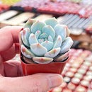 Live Succulent Graptoveria 'Orange Sorbetess', Approx 2-inch Large, Potted Succulents, Fully Rooted, Easy Care House Plants by GreenHaven Gardens