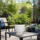 6 Inch Ceramic Plant Pot for Indoor Plants Outdoor Round Planter Flower Pot with Drainage Hole and Saucer for Home Garden Office Decor White by GreenHaven Gardens