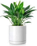 vancasso Ceramic Plant Pots, 8.25 Inch Ceramic Pot for Plants, Planters Pots for Indoor Plants with Drainage Holes, Flower Pot for Indoor House Plant, White by CozyNest Decor