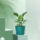 6 Inch Plant Pots Bulk, 6 Pack Plastic Planters with Drainage Holes and Saucers for Indoor Outdoor House Plants and Flowers, Green by GreenHaven Gardens