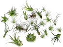 Air Plants Bulk - Tillandsia Variety Wholesale Pack, Regular 1-3" - 25ct - Live Arrival Guaranteed - House Plants for Home Decor & Gift by GreenHaven Gardens