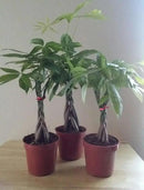 LOUSBONSAINUSERY BRAIDED MONEY TREE by GreenHaven Gardens