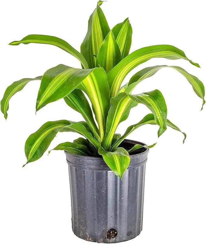 Premium Dracaena Potting Soil Mix - (20 Quart Bag), photo 2 of 5