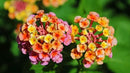 Lantana Confetti | 10 Live Plants | Lantana Camara | Colorful Garden Shrub | Drought Tolerant Perennial Plants by GreenHaven Gardens