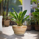 Ceramic Pot for Plants - 13 Inch Planter for Outdoor Plants Indoor Plant Pot with Drainage Hole and Saucer Large Planter Round Flower Pot for House Patio Garden Decor Yellow by GreenHaven Gardens
