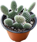Live Succulents 'Bunny Ear Cactus' (4-inch), Succulent Plants Fully Rooted in Pots with Soil, Easy-Care House Plant for DIY, Home Office Decor, Wedding Party Favor by GreenHaven Gardens