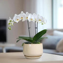 G EPGardening Ceramic Pot for Plants - 6 Inch Planter with Drainage and Ceramic Saucer, Flower Pots for Indoor Plants, Modern Outdoor Planter, Home Decor, Gift for Women Men, Beige by GreenHaven Gardens