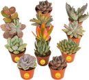 Costa Farms Live Succulent Plants (12-Pack), Mini Succulent Assortment Potted in Nursery Plant Pots, Grower's Choice Indoor Houseplants, Bulk Gift for Baby Shower, Wedding, Party, 2-Inches Tall by GreenHaven Gardens