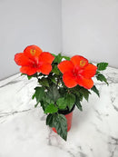 Tropical Plants of Florida - Red Hibiscus Bush Dwarf - Flowering Plants Live - 12" to 16" Overall Height - 1 Gallon Planter (Plant Only) by GreenHaven Gardens