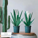 Metal Agave Plant Garden Art, 2 Pack Tequila Rustic Sculpture, Rustic Metal Agave Plants Garden Lawn Home Ornaments, for Yard Stakes, Garden Figurines, Outdoor Patio (2 PCS White Flowers) by GreenHaven Gardens