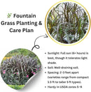 Pack 3 Fountain Grass Plants Live, 5-9 Inch Tall, Ornamental Grasses Live Plants Perennial, Well-Rooted Perennial Grass Clumps (Black Fountain Grass) by GreenHaven Gardens
