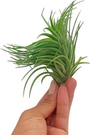 Air Plants - Flowering Tillandsia Pink Paske Large 5" - 1ct - Live Arrival Guaranteed - House Plants for Home Decor & Gift by GreenHaven Gardens