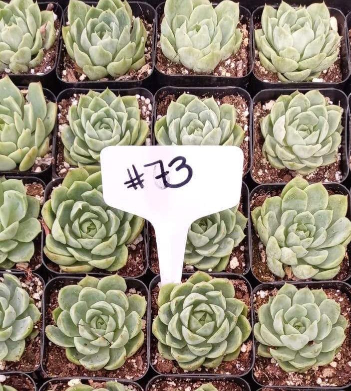 #73 Sea Glass Echeveria