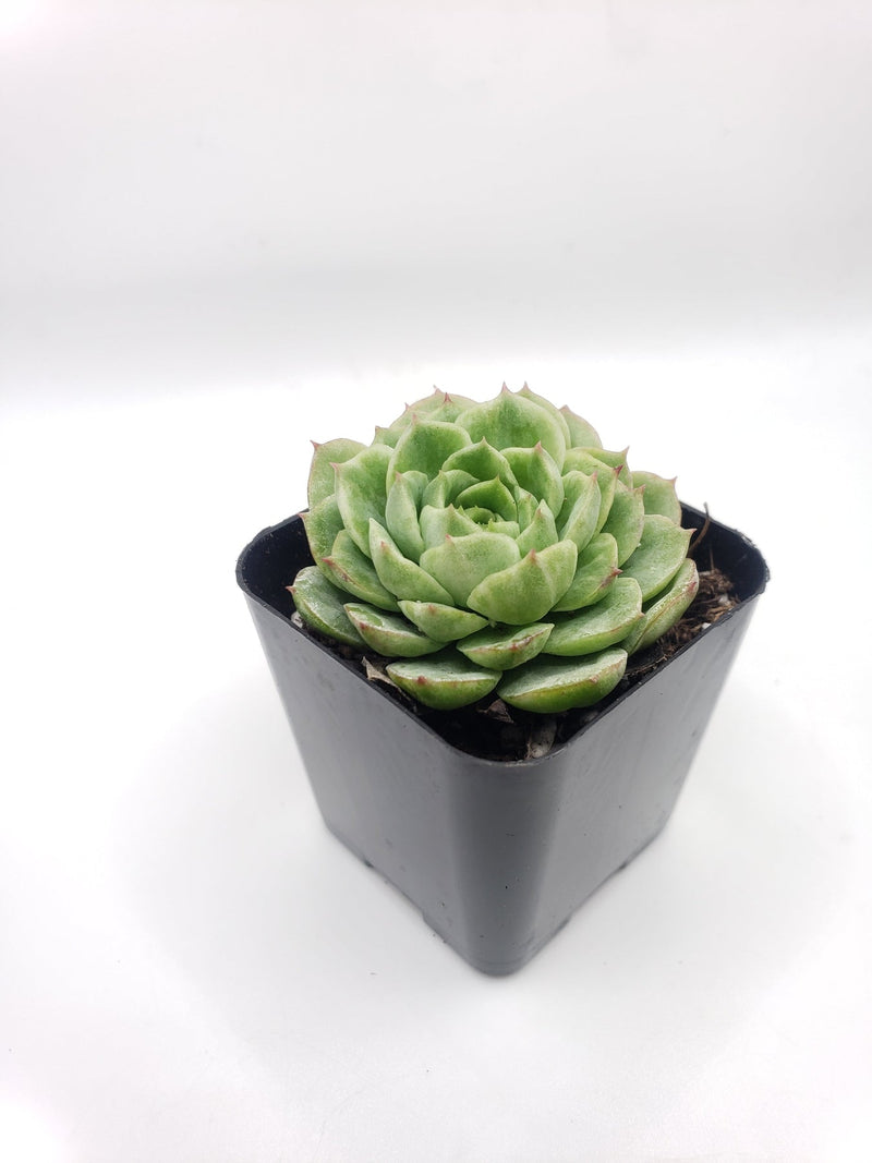 #73 Sea Glass Echeveria