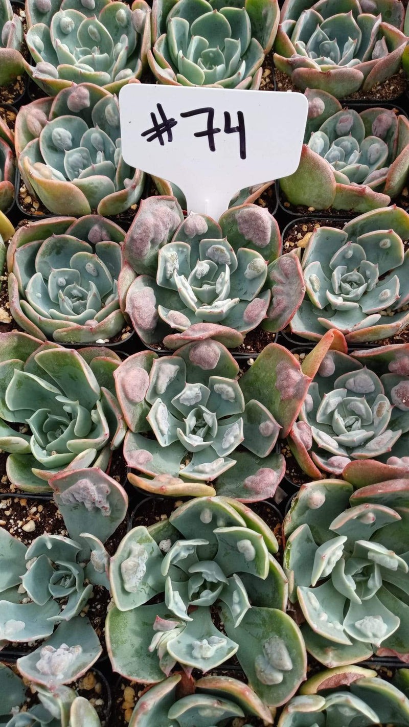 #74 Raindrop Echeveria