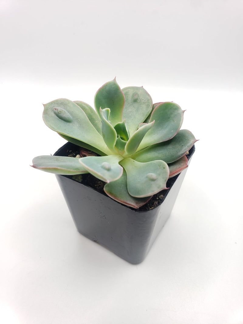 #74 Raindrop Echeveria