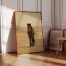 Lone Desert Mustang