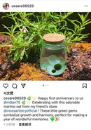 Live Moss Balls Mini Aquarium Jar