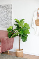 25x25x52"H Fiddle Fig Leaf Tree with 40 Leaves by HouseOfZazla