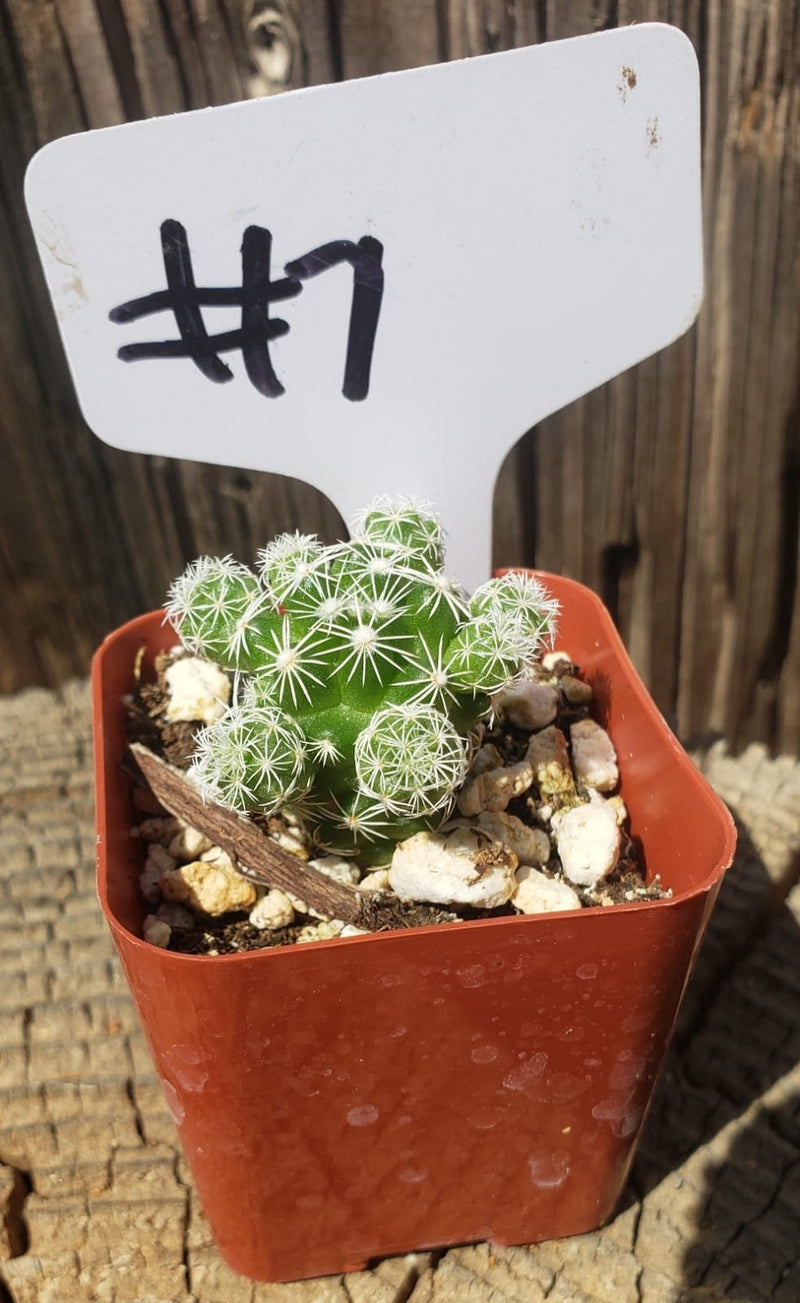 #7C Mammilaria Gracilis fragilis pencil eraser 2"